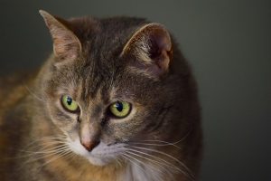 How to remove pet hair from your clothes