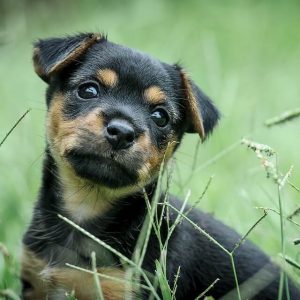 How to remove pet hair from your clothes